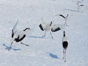 病鹤琢雪,探寻生命坚韧与艺术之美