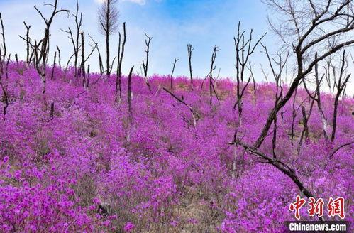 山花绽放时,踏青赏花之旅