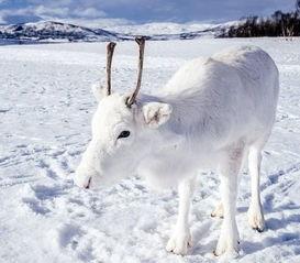 白色驯鹿